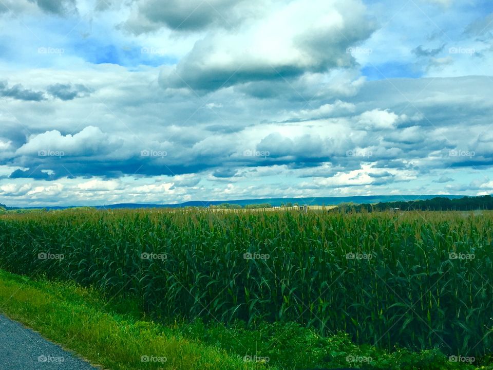 Corn field 