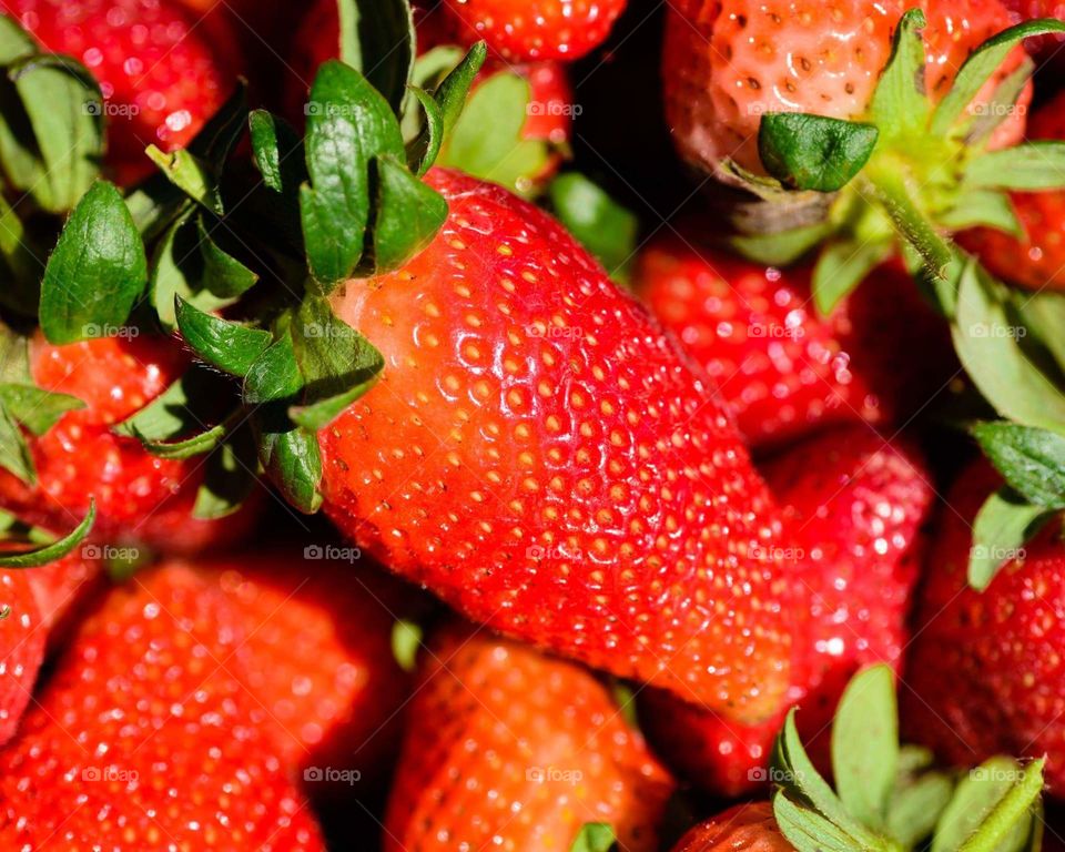 fresh strawberries at farm