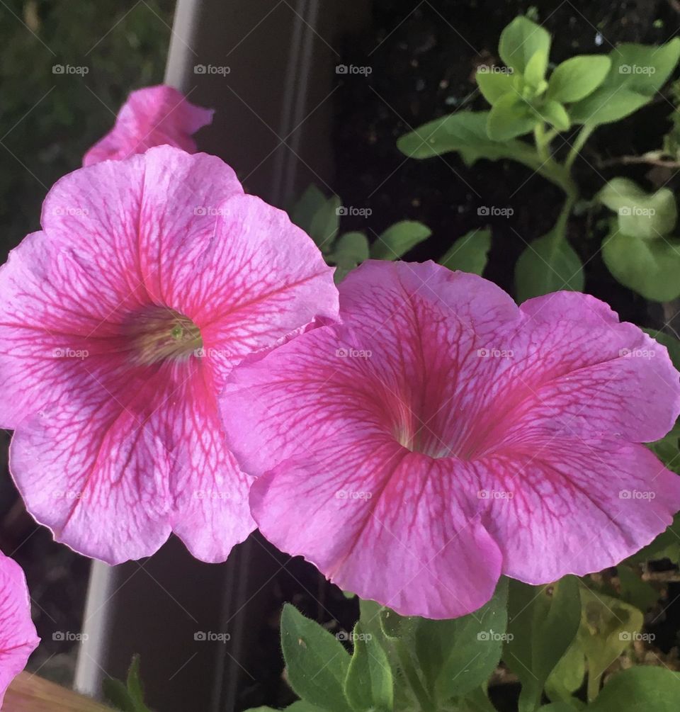 Fleur aussi fragile et belle que la vie 