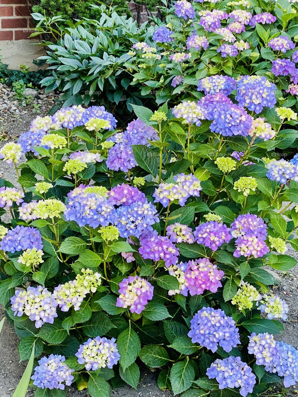 Endless Summer Hydrangea 