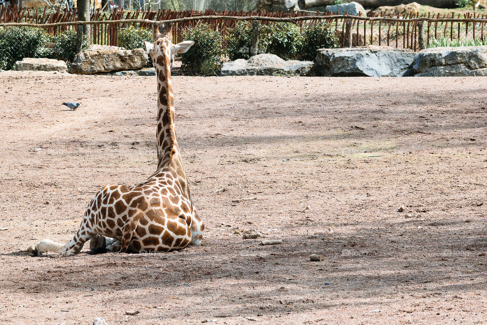 Resting giraffe in Pairi Daiza in Belgium, seen from the back