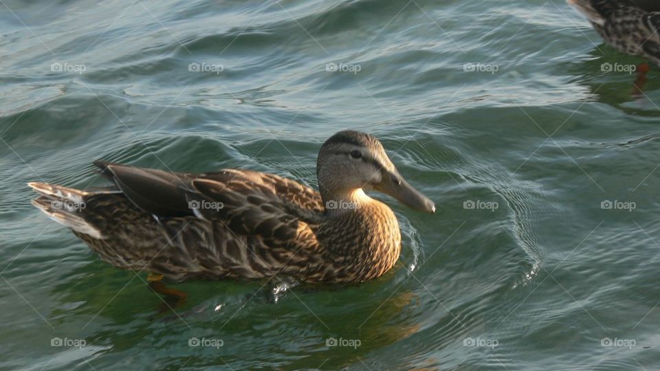 Summer duck