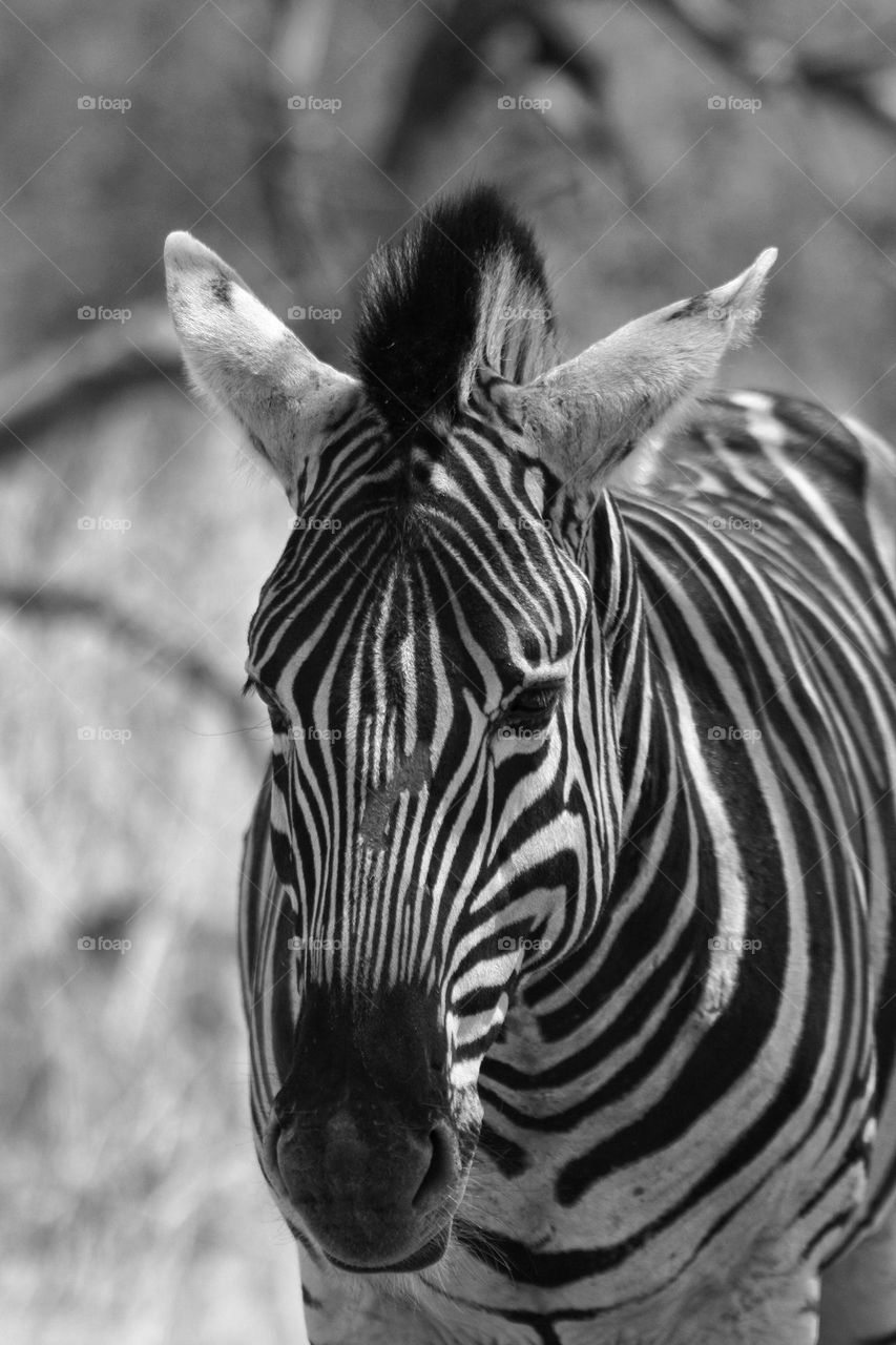 beautiful Zebra