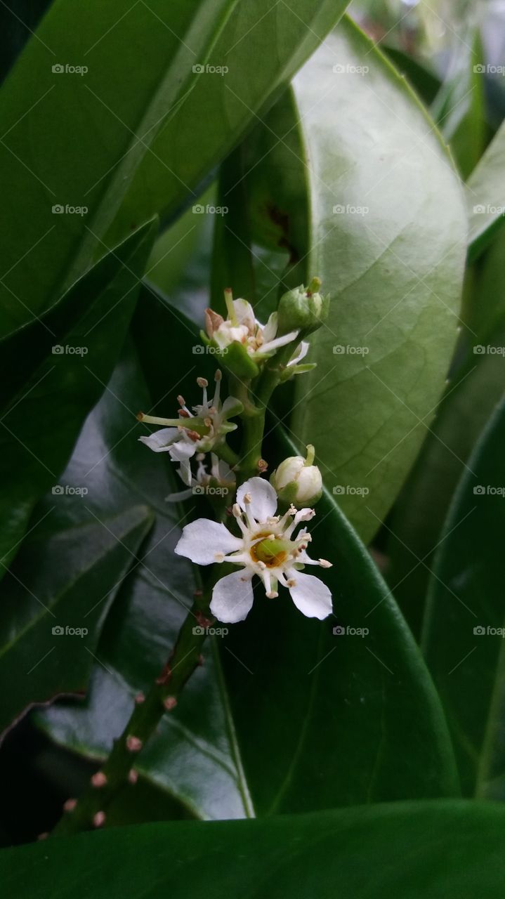 old white flower