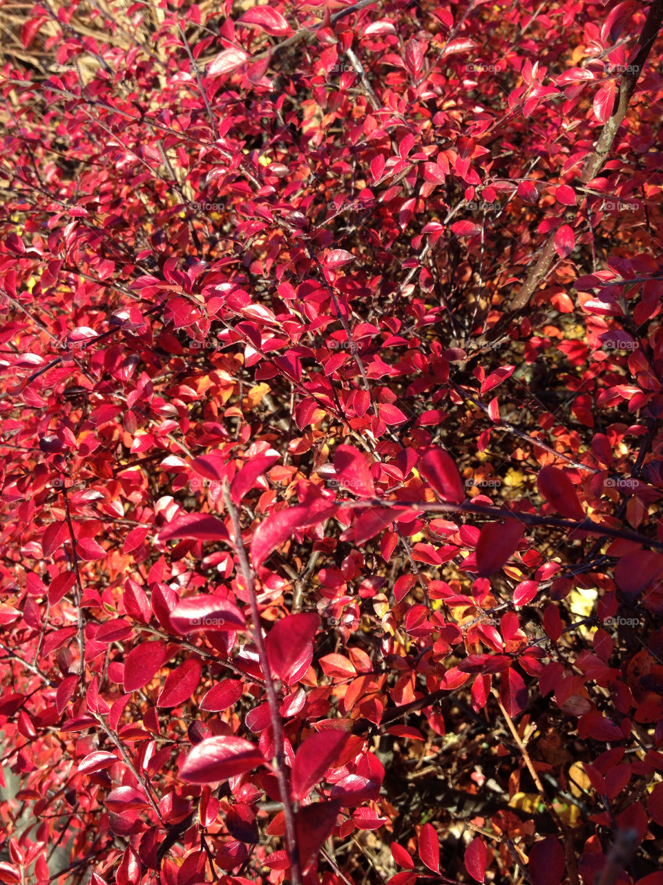 red mission5 yalla autumn. bush by liselott