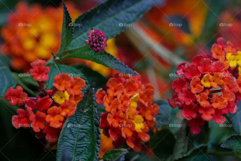 Colorful flowers 