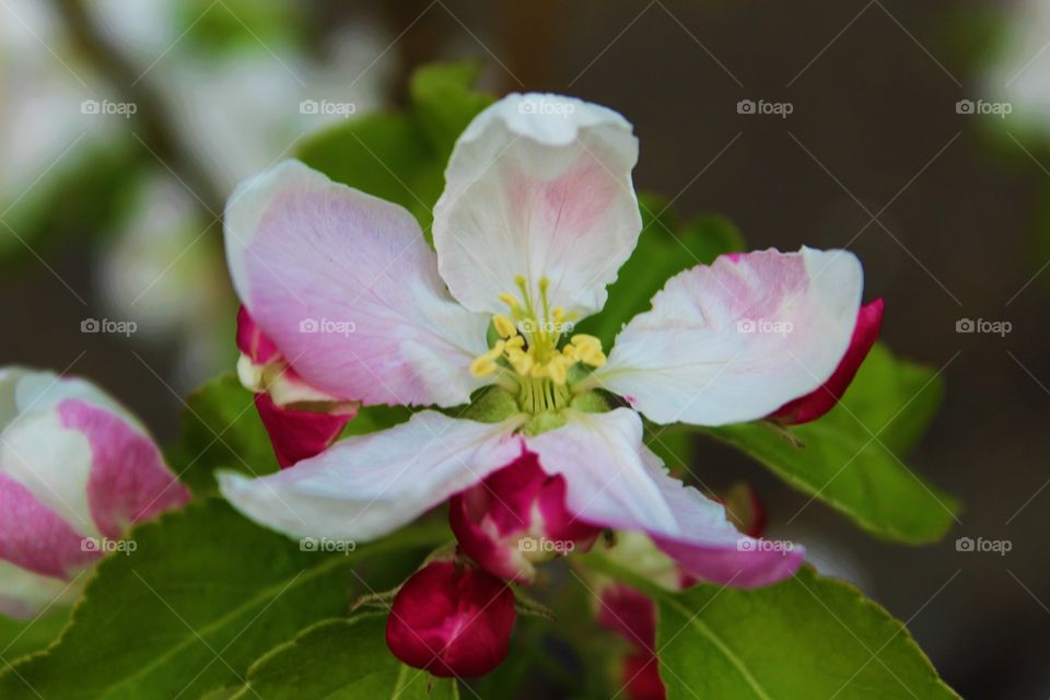Blooming apple