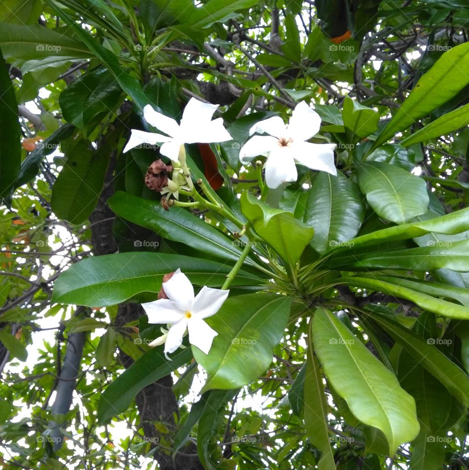 White flower on the yard