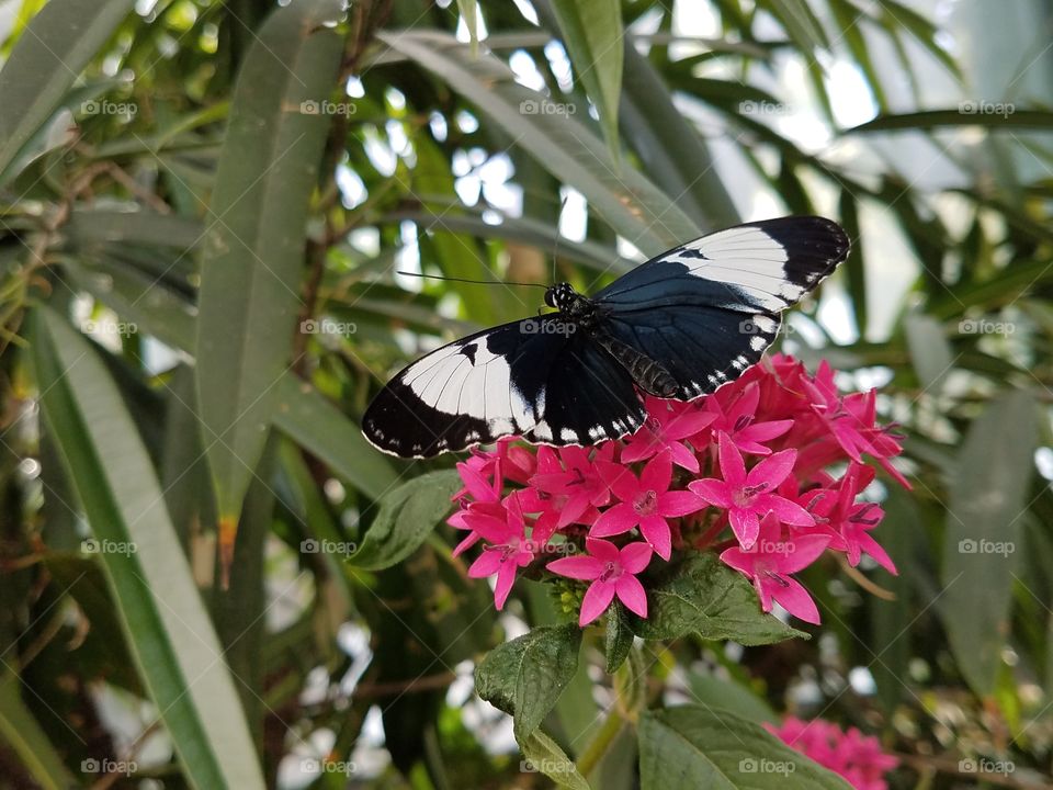 butterfly jungle