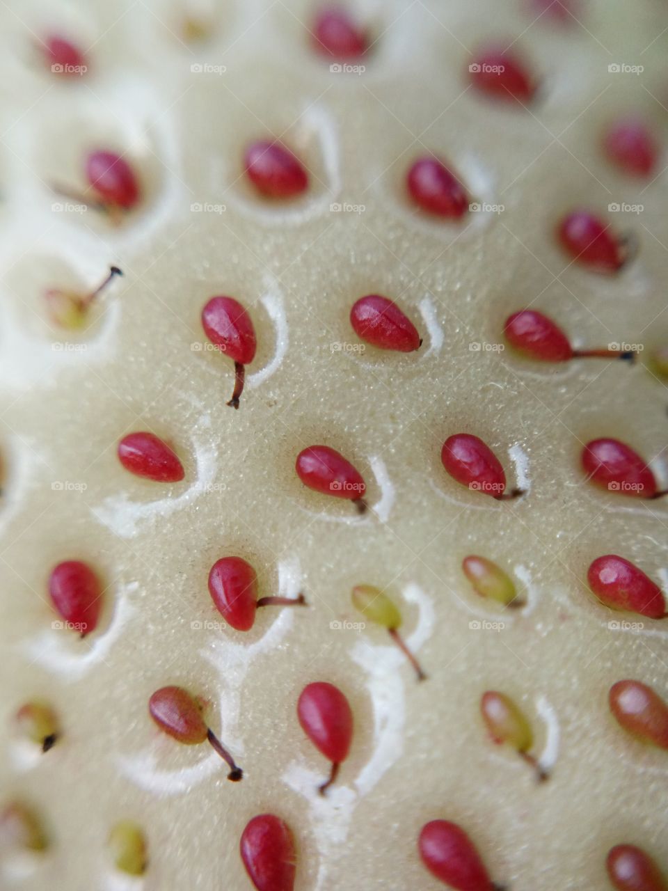 Strawberry seeds