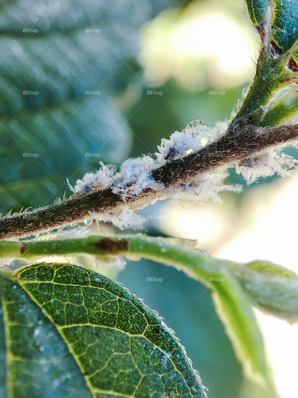 Prociphilus, Insects on a tree