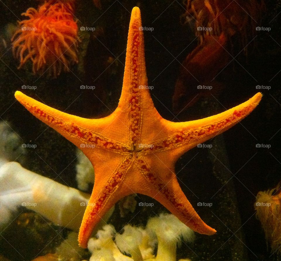 Starfish. A starfish in an aquarium. 