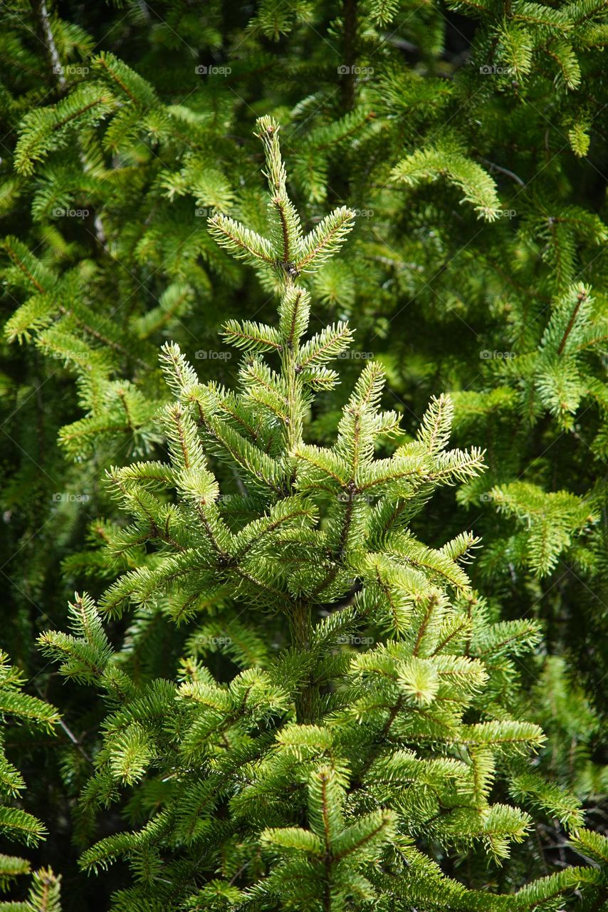 The perfect branch on a pine tree