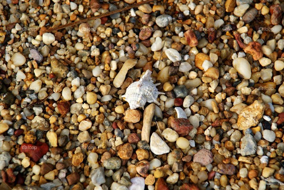 Sea Pebbles and Shell on tje shore