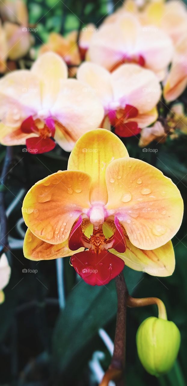 orchid flower. vanda orchid.