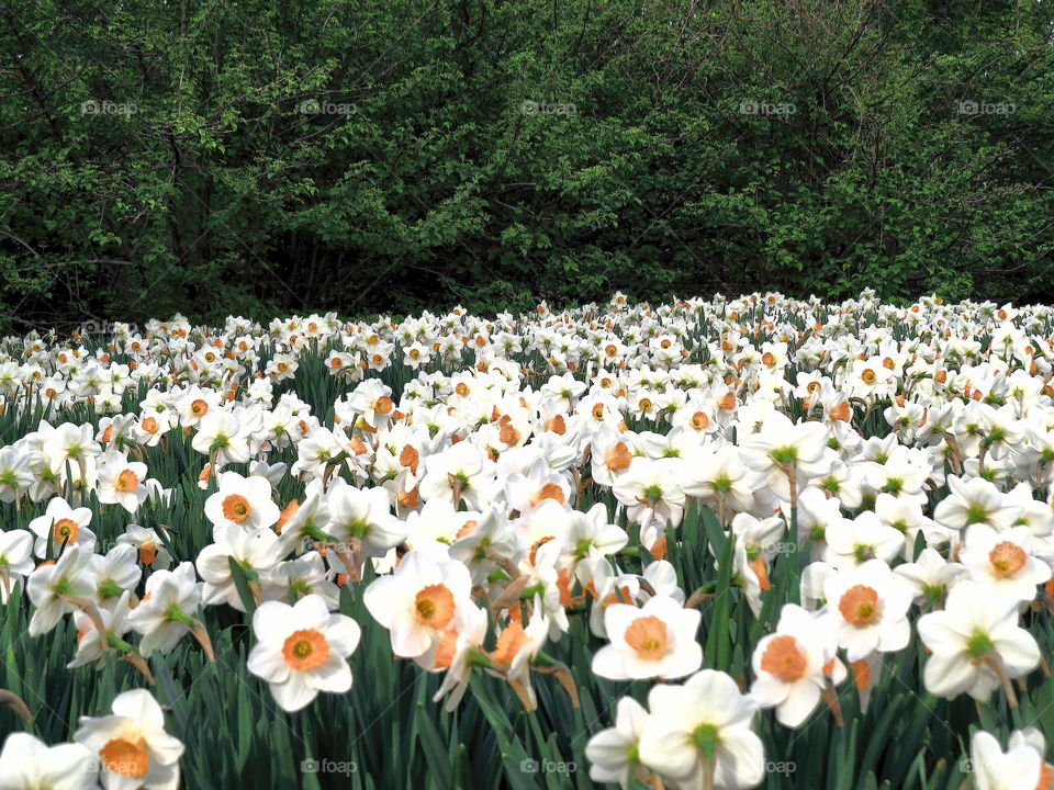 Field of daffodils