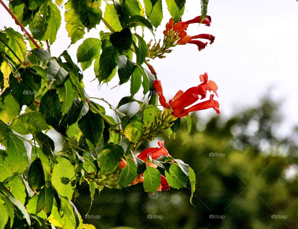 Orange trumpet vine