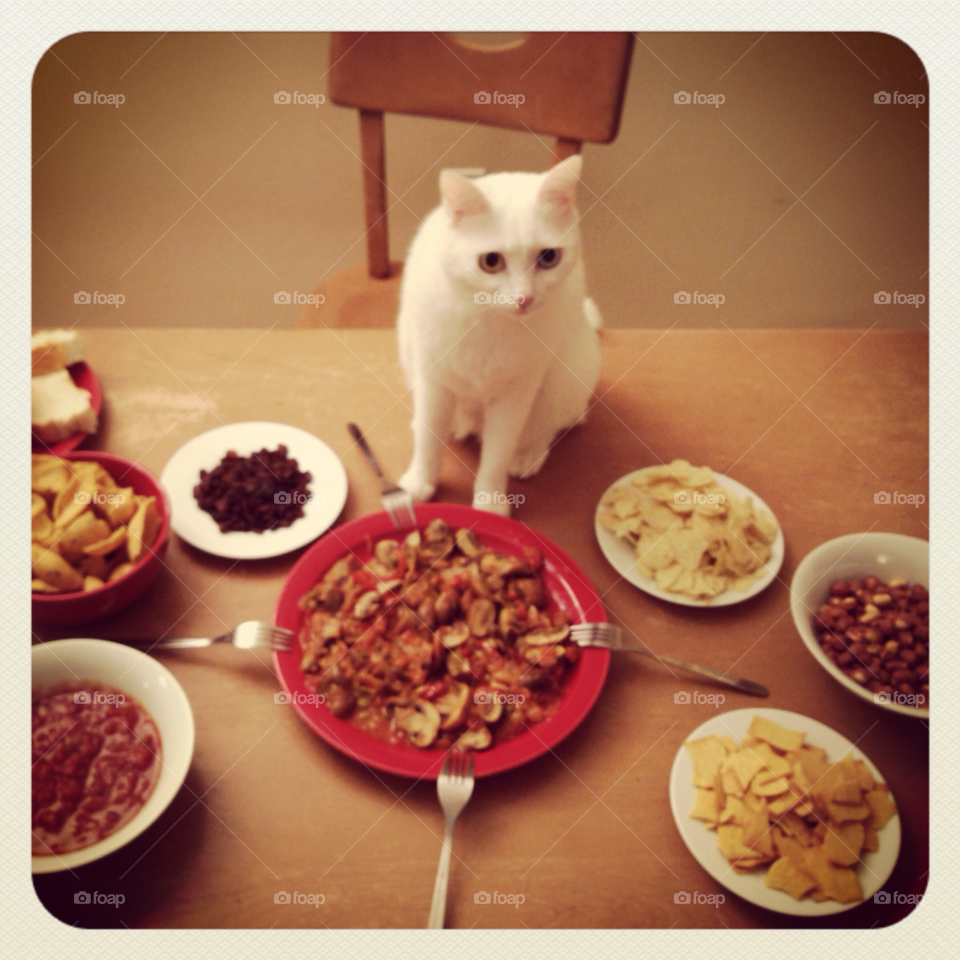 food cat hungry feed by byg