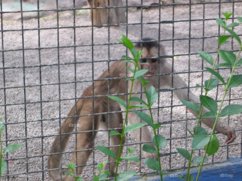 cage zoo monkey freedom by izabela.cib