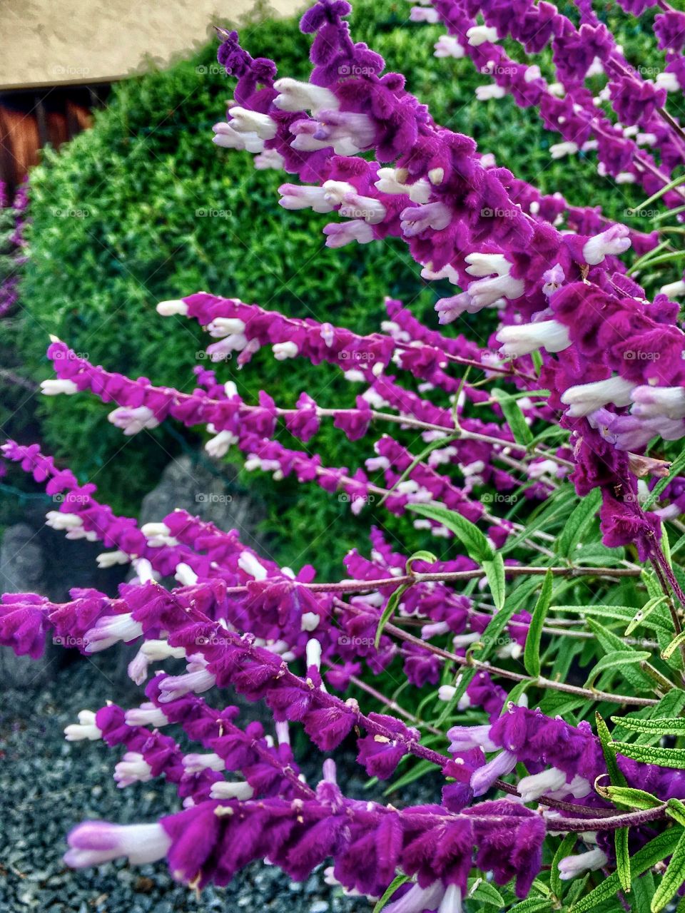 Soft fuzzy purple flower bush loved by hummingbirds. 