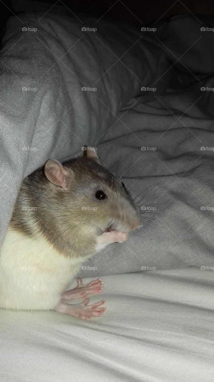 Rat