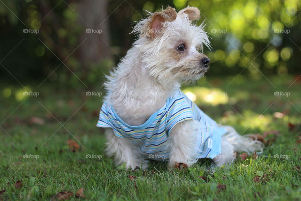 My dog really enjoy being outside!