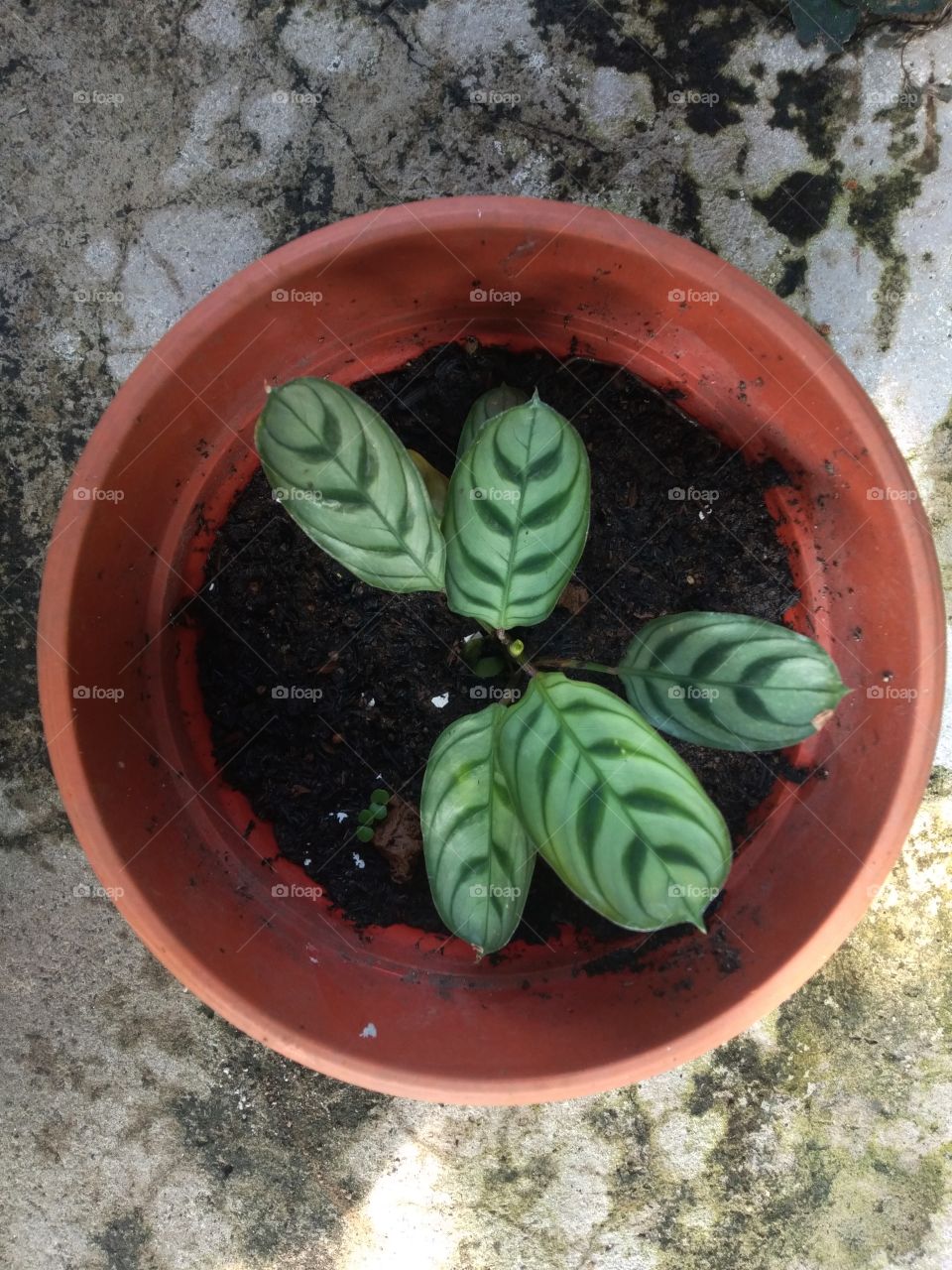 leaves look like latte art