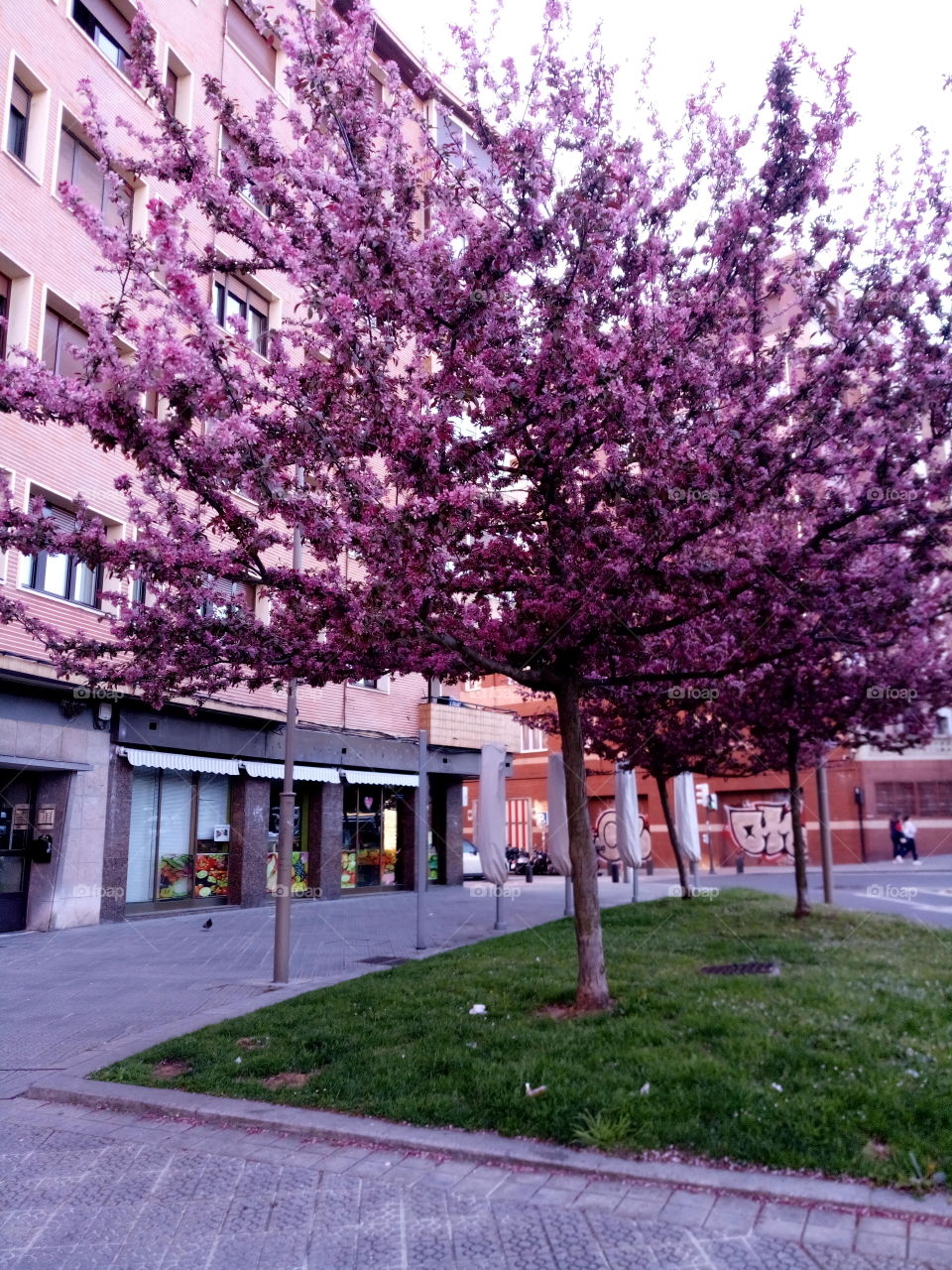 blossom tree on street