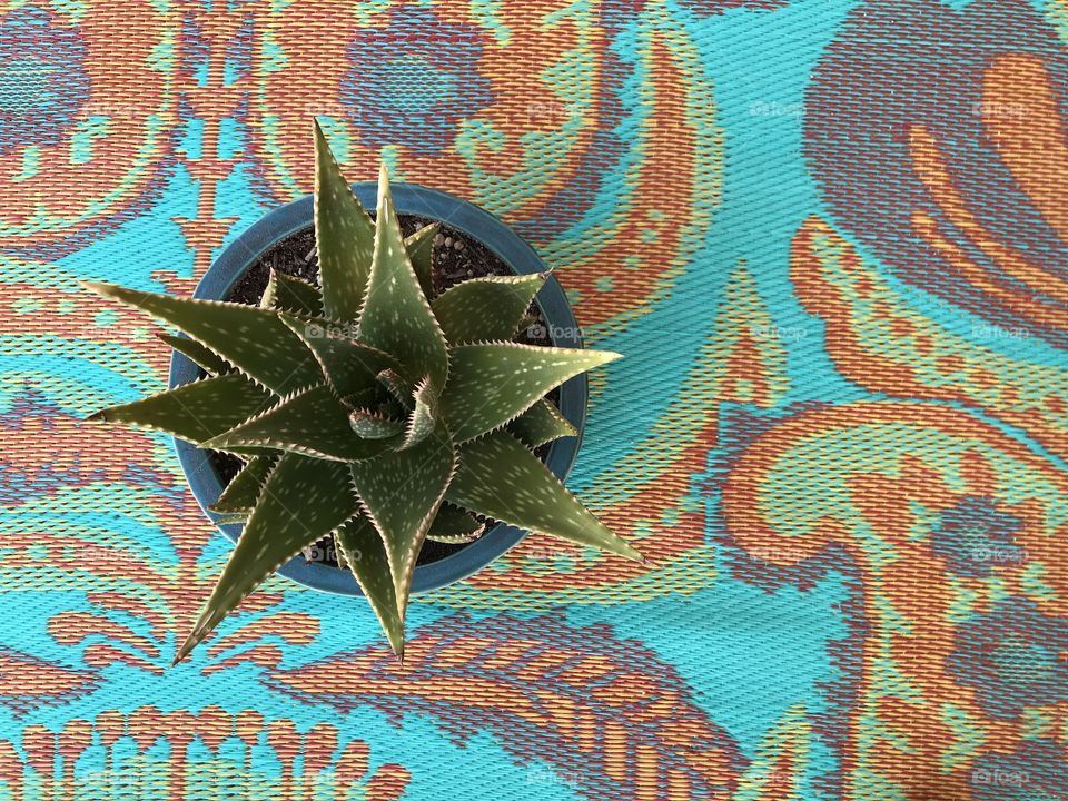 A view from above of a green succulent on a colorful table top