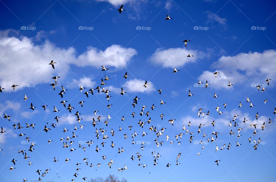 Canadian Geese Migrating