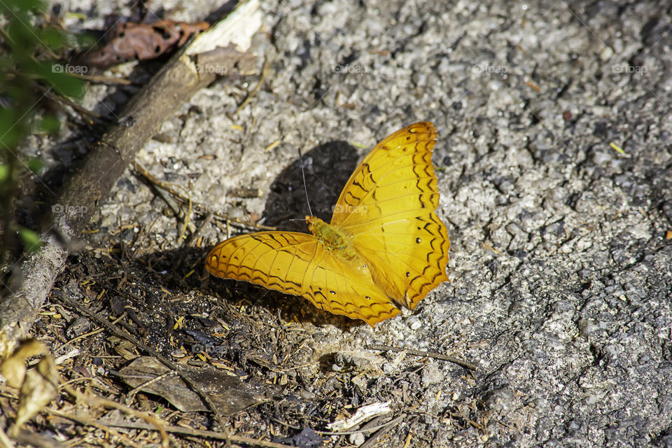 Orange butterfly with beautiful patterns on the rocks.