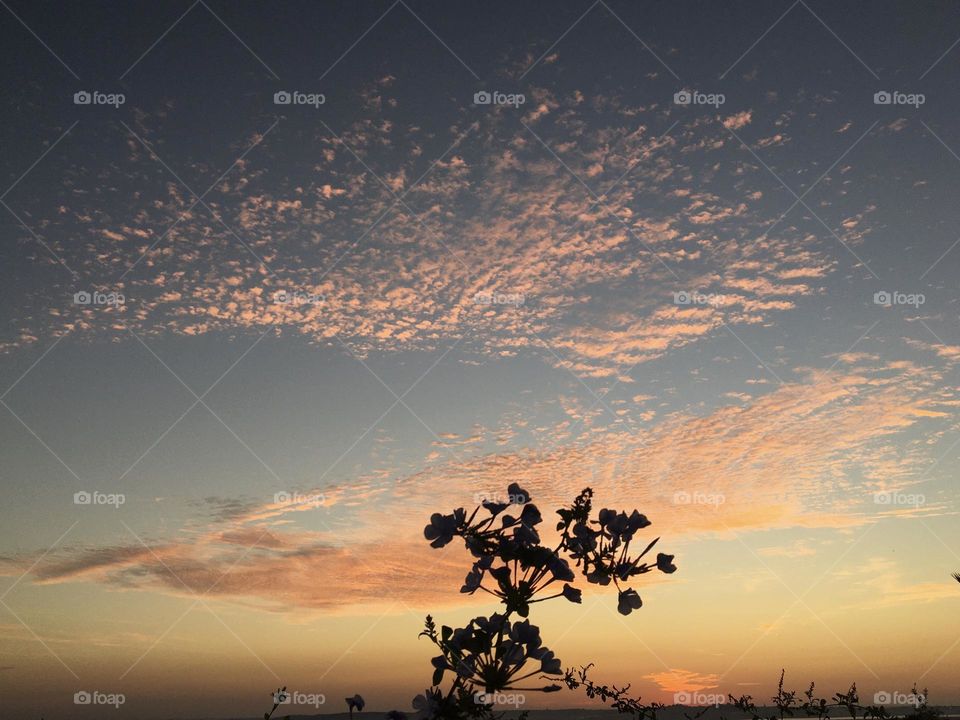 Clouds in early morning sky with flower silhouette 