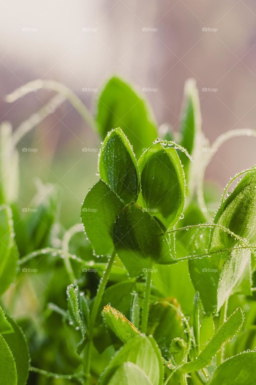 green leafs with dew drops and dramatic sunlight