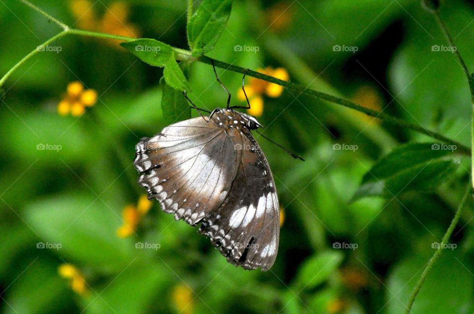 --Black butterfly....