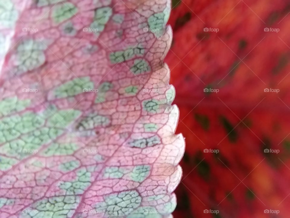 Red overlapping  leaves. Red leaves with green specks. Fall colors.