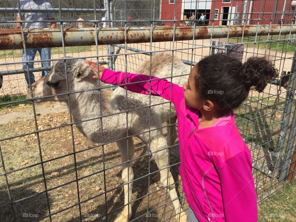 Girl with baby camel
