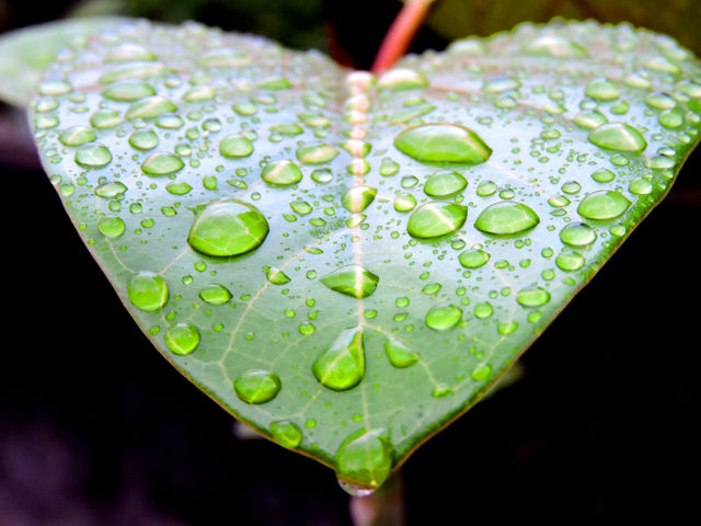 Water drop on leaf