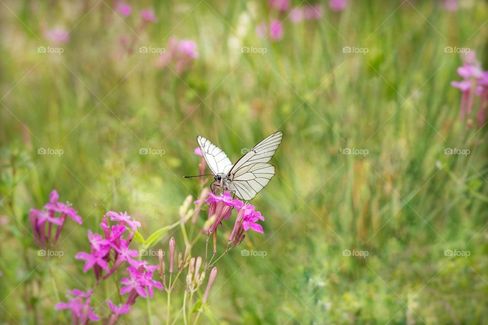 White butterfly on the purple flower