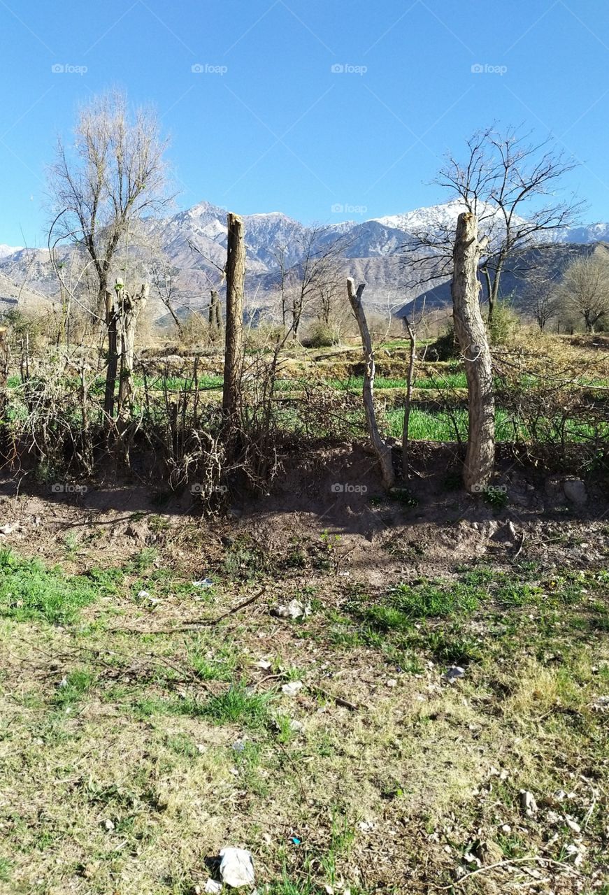 green fields and snow fall mountains