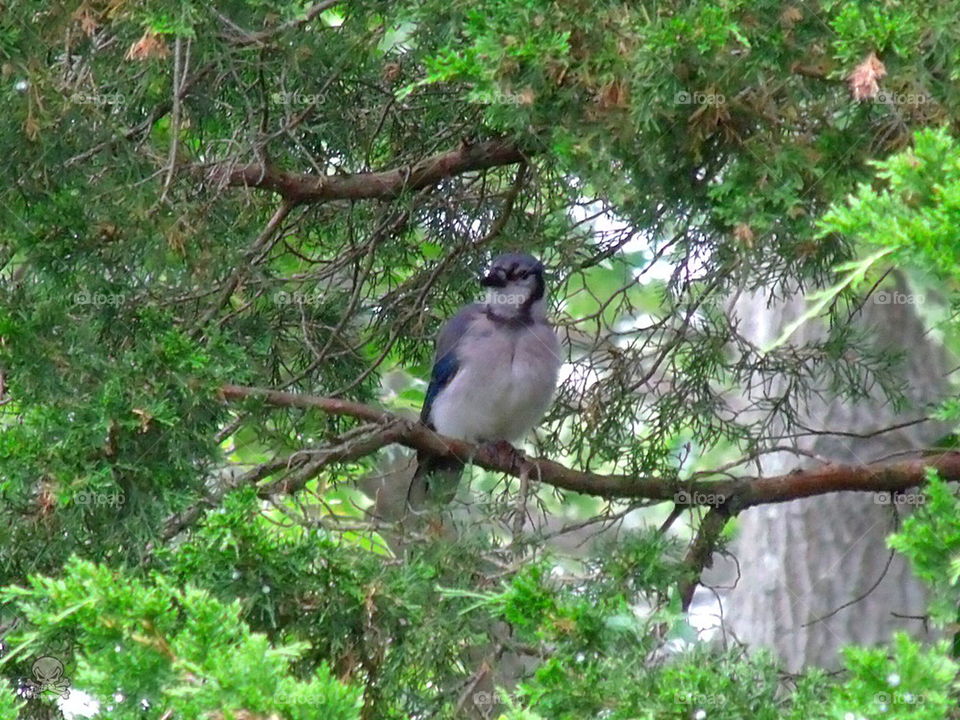 bluejay 