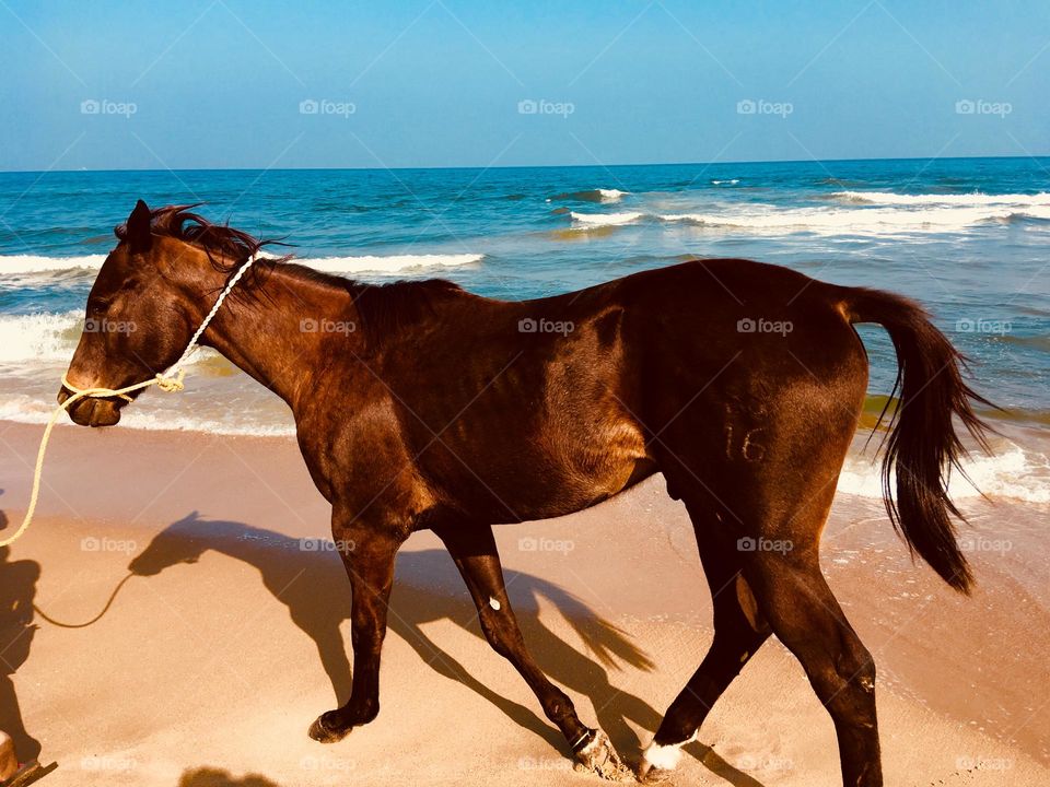 Horse @ Sea Beach