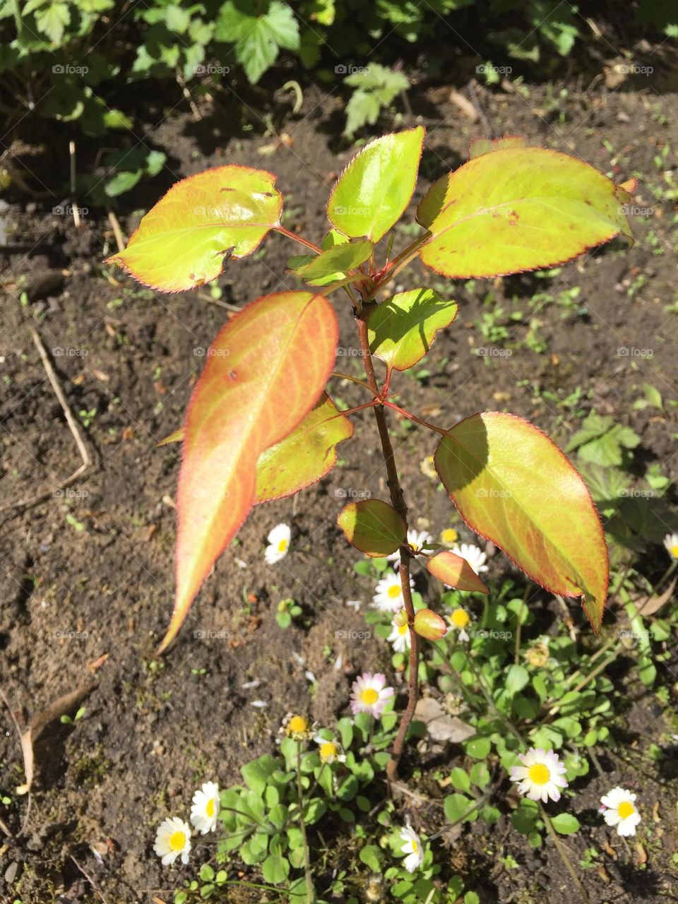 Planting an apple tree in the garden amongst some daisies.