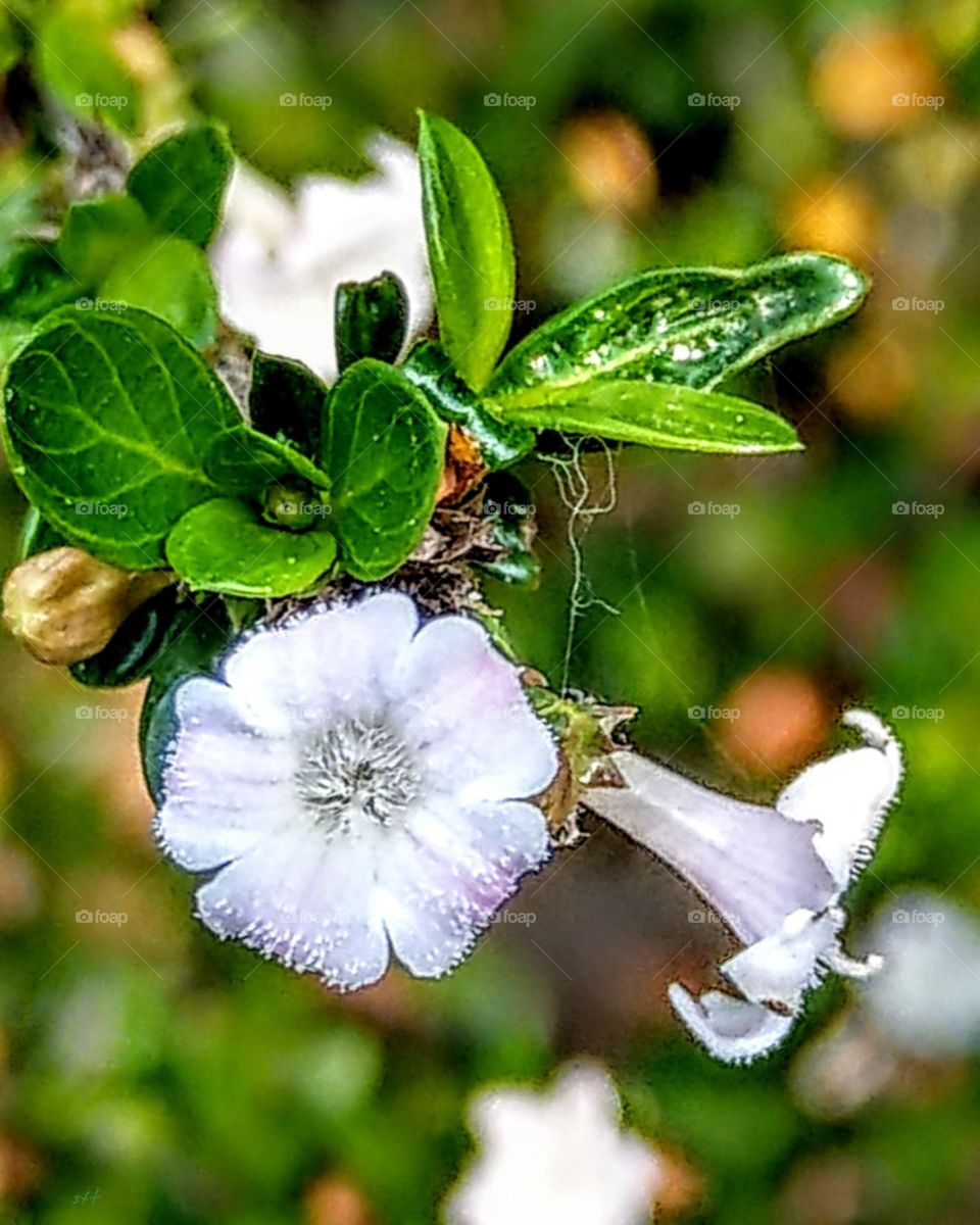 The closeup for Japanese serissa. little white flowers are cute, fresh, beautiful and lovely.