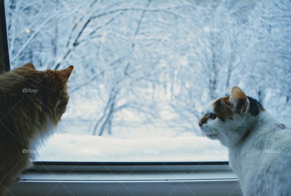 two cats pets on a open winter window looking