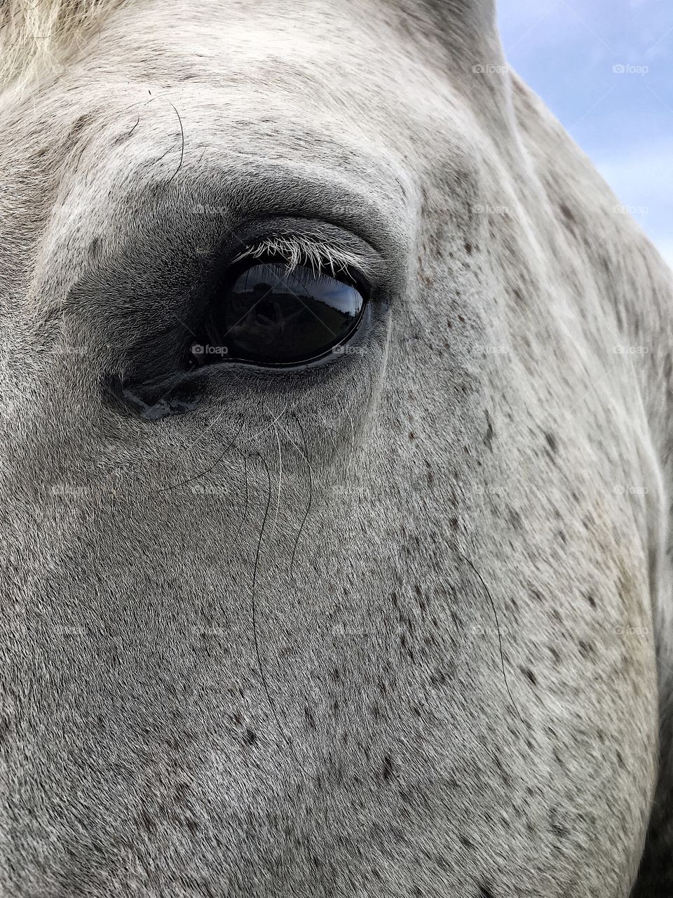 Horse eye close-up