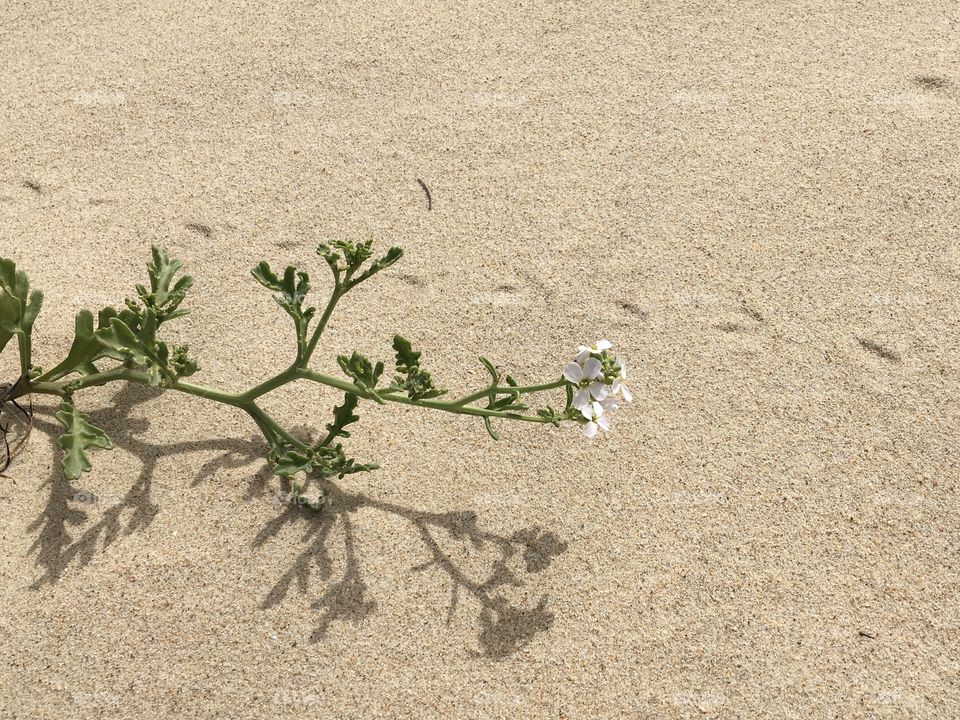 Little flower growing in sand of dunes