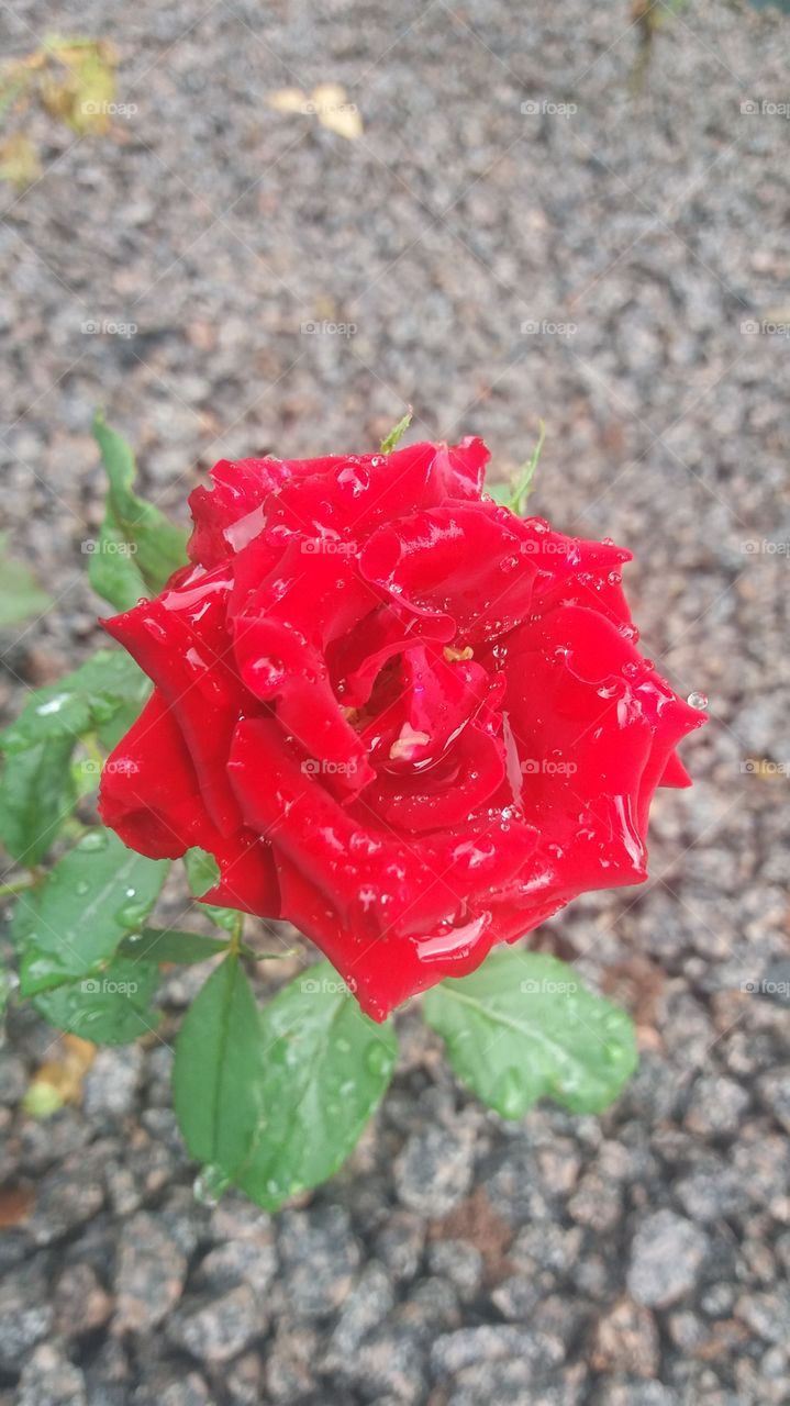 red rose