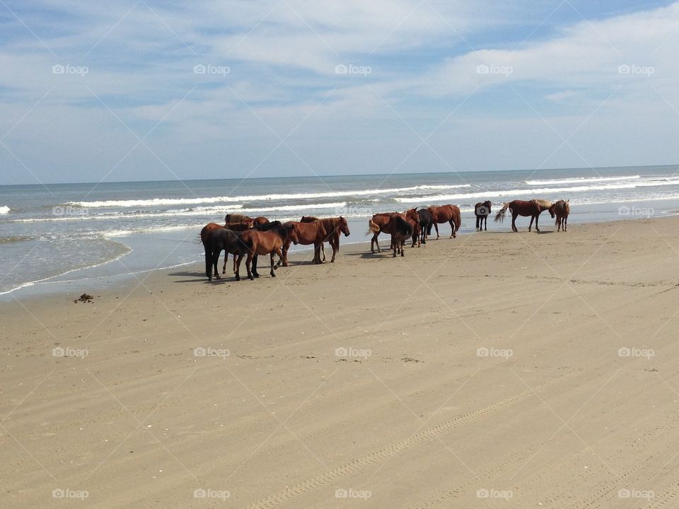 Wild horses on beach 
