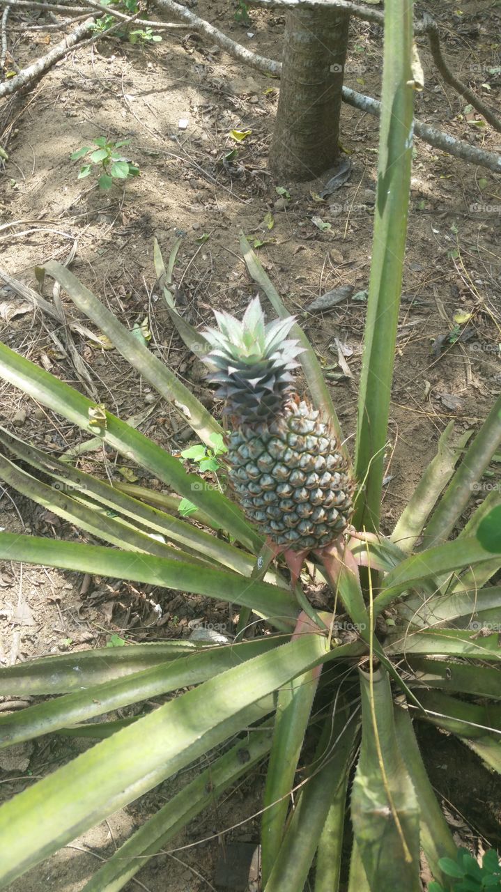 pineapple tree