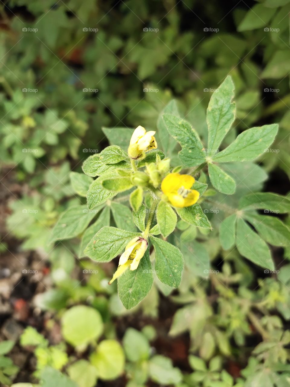 📷📷🌸💮🌳🌼
Natural Beauty of Flora
Cleom Viscosa Plant🌱🌱
Grooming Asian Spider Flower
Fusion Of yellow and Green